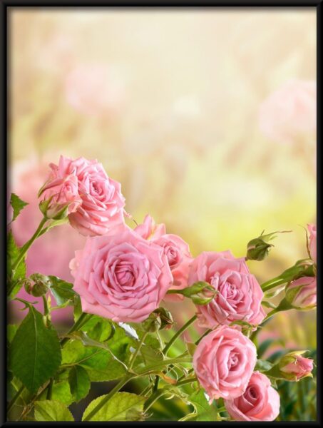 Rosier Poster – Image 4