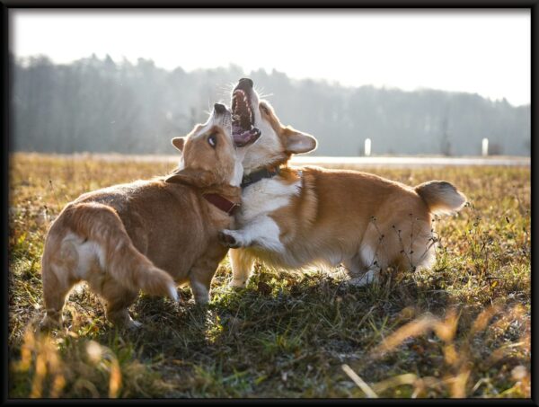 Deux chiens Poster – Image 2