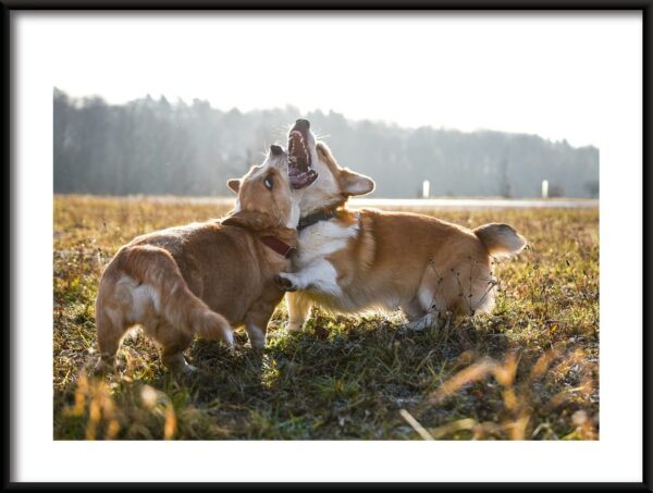Deux chiens Poster