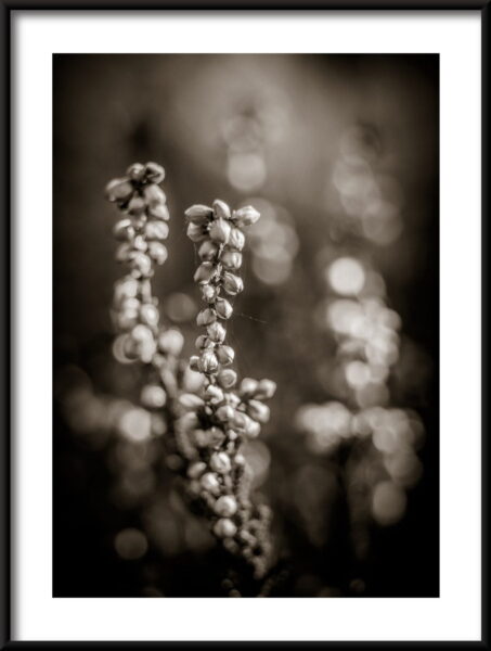 Fleurs en noir Poster