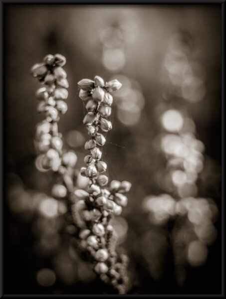 Fleurs en noir Poster – Image 2
