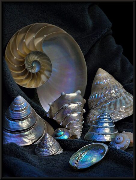 Coquilles d'argent Poster – Image 4
