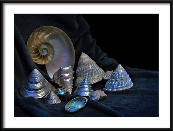 Coquilles d'argent Poster
