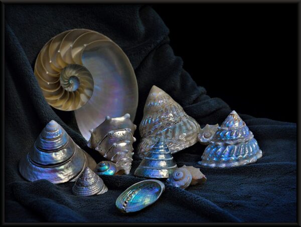 Coquilles d'argent Poster – Image 2