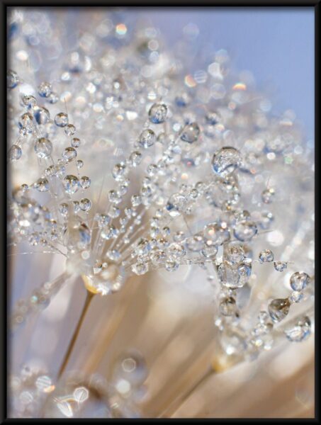 Fleurs de cristal Poster – Image 4
