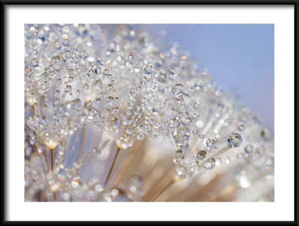 Fleurs de cristal Poster