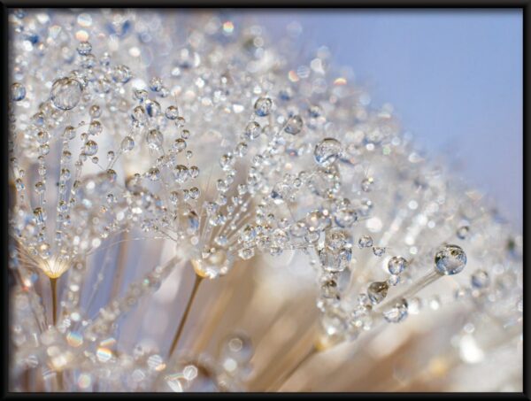 Fleurs de cristal Poster – Image 2