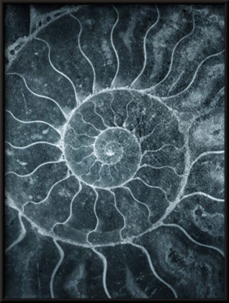 Affiche d'ammonites – Image 4