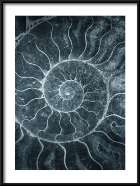 Affiche d'ammonites – Image 2