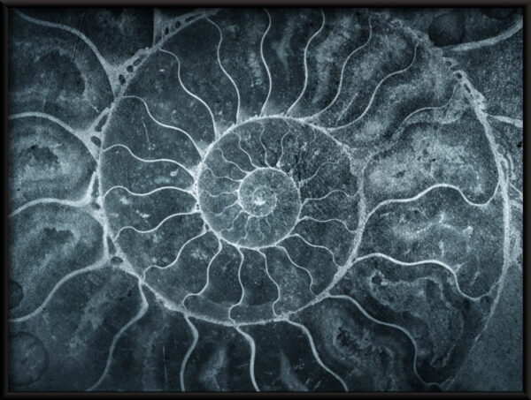 Affiche d'ammonites – Image 3