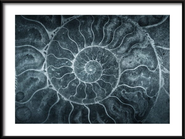 Affiche d'ammonites