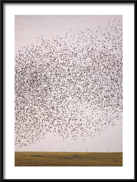 Affiche de nuage d'oiseau – Image 3