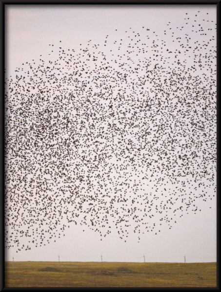 Affiche de nuage d'oiseau – Image 4