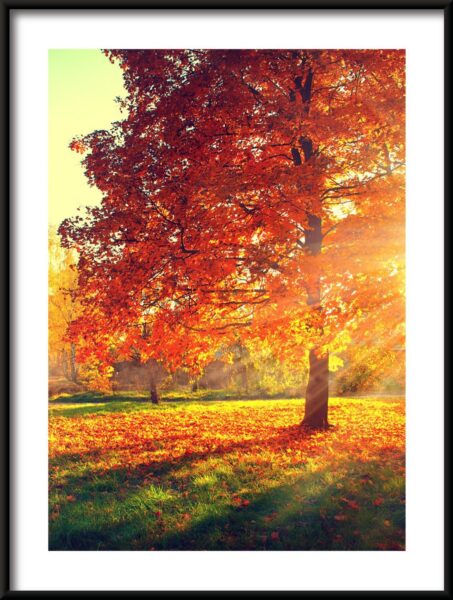 Affiche Au soleil d'automne. – Image 3