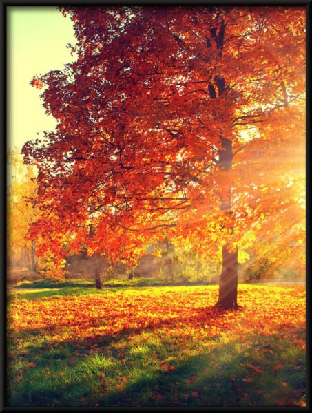 Affiche Au soleil d'automne. – Image 4