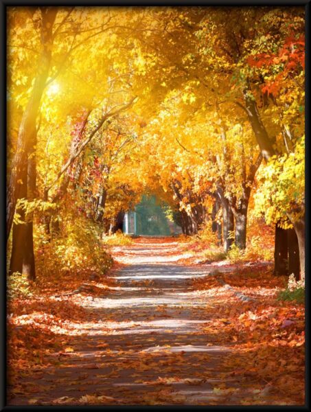 Chemin d'automne Poster – Image 4