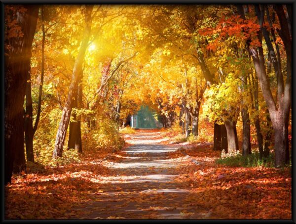 Chemin d'automne Poster – Image 2