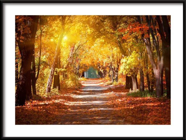 Chemin d'automne Poster
