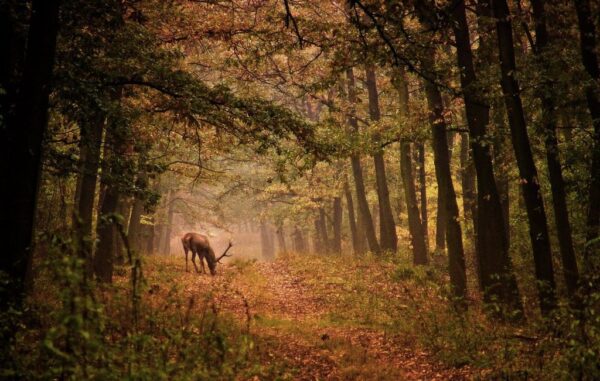 Peinture murale Paysage d'automne