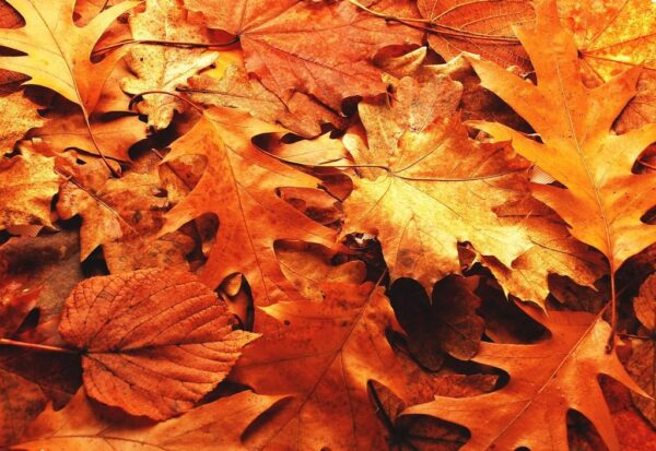 Sticker mural Feuilles d'automne