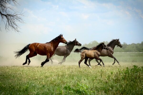 Peinture murale Chevaux dans la course