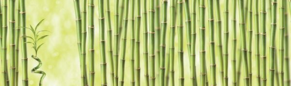 Papiers peints forêt de bambous