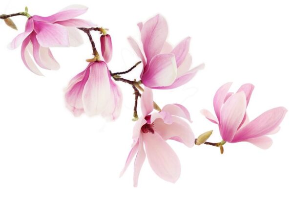 Peinture murale Fleur de magnolia