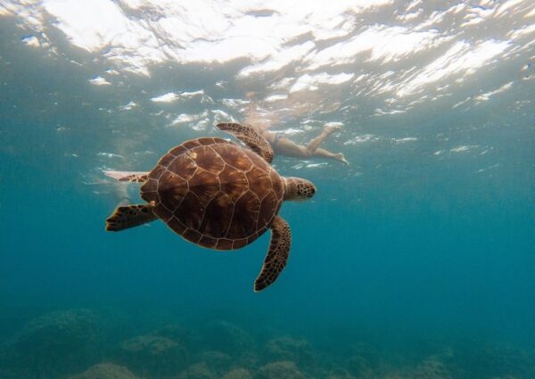 Peinture murale Nager avec une tortue