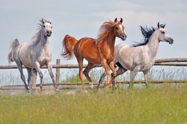 Poster XXL Trois chevaux
