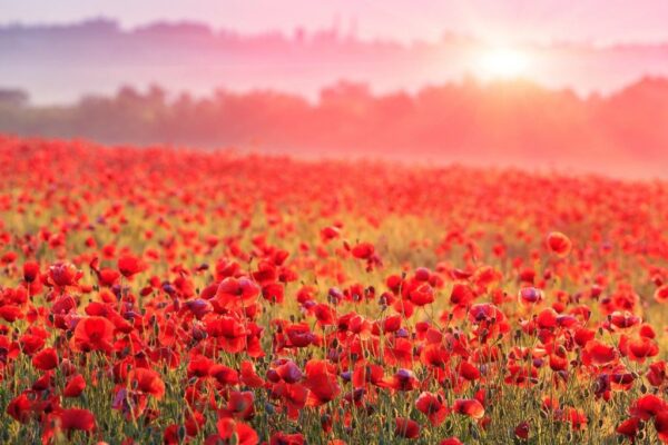 Peinture murale Coquelicots rouges