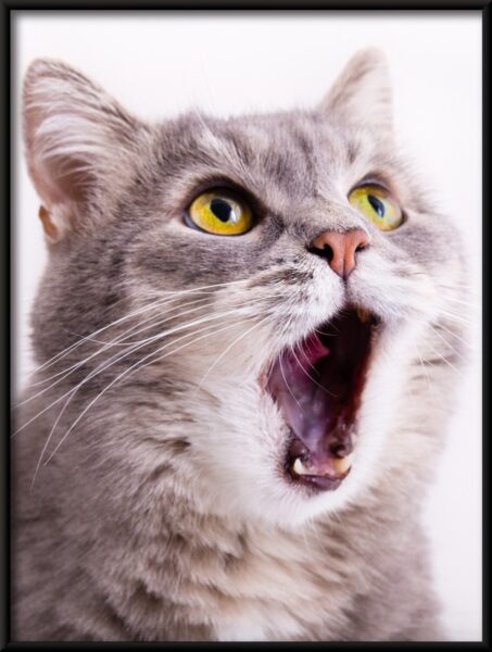 Chat béant Poster – Image 4