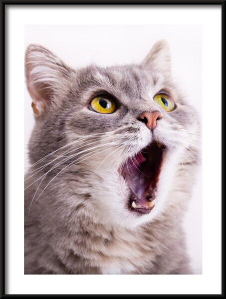Chat béant Poster – Image 3