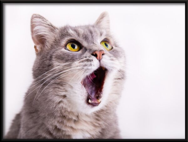 Chat béant Poster – Image 2