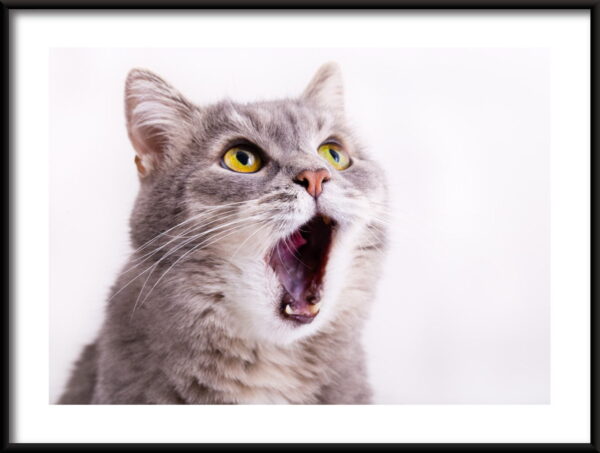 Chat béant Poster