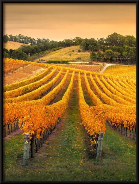 Vignoble australien Poster – Image 4