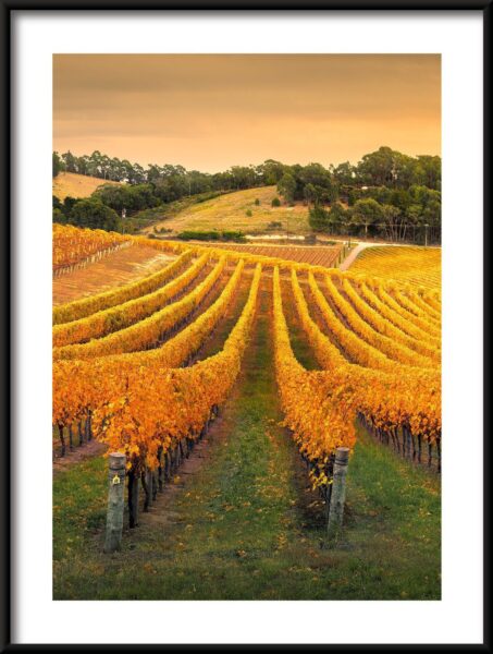 Vignoble australien Poster – Image 3