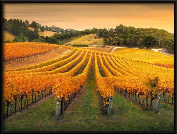 Vignoble australien Poster – Image 2