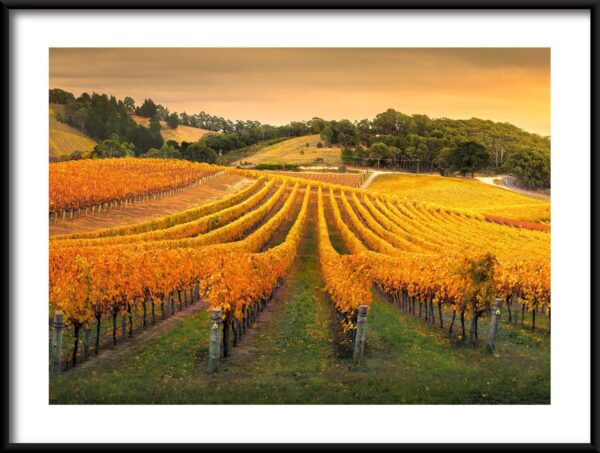 Vignoble australien Poster
