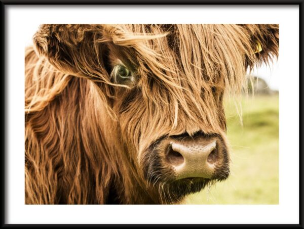 Vache à poil long