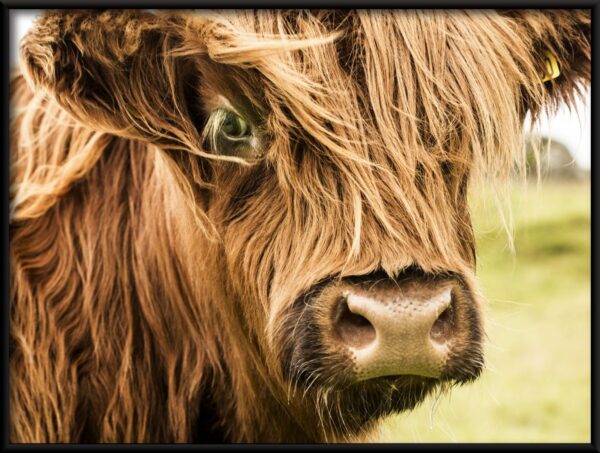 Vache à poil long – Image 2