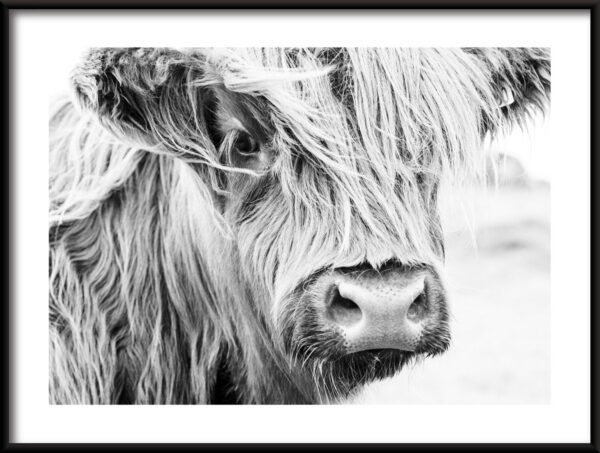 Affiche vache noire