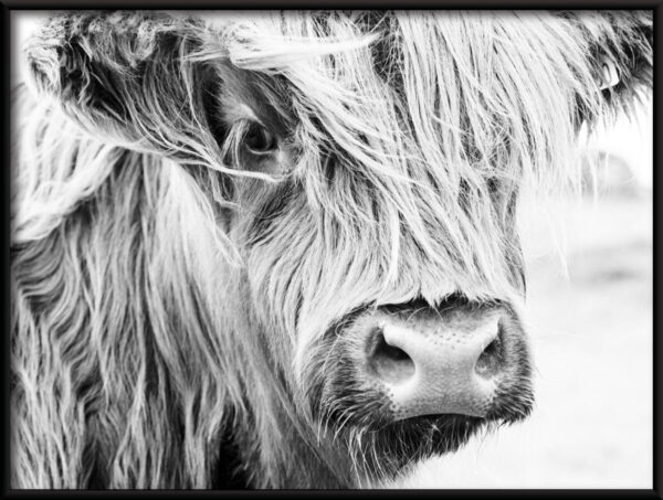 Affiche vache noire – Image 2