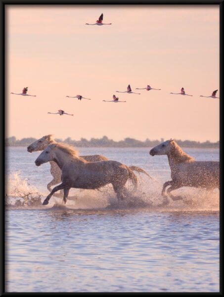 Affiche Chevaux en fuite – Image 4