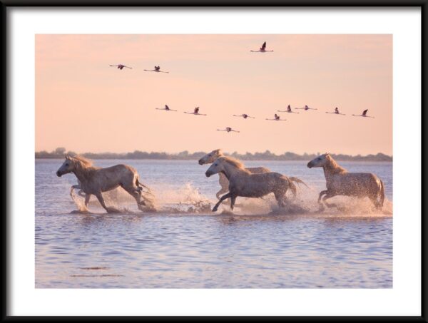 Affiche Chevaux en fuite