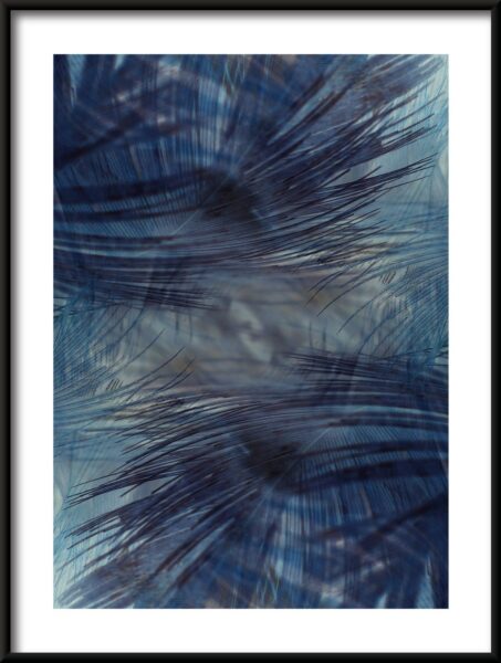 Affiche plumes bleu marine – Image 3