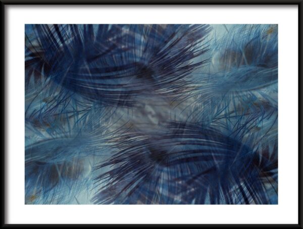 Affiche plumes bleu marine