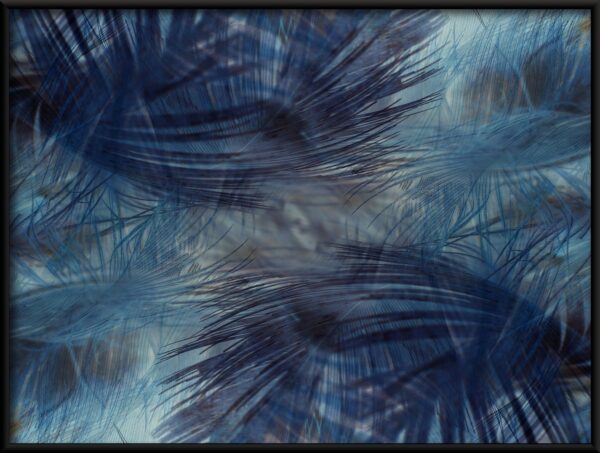 Affiche plumes bleu marine – Image 2