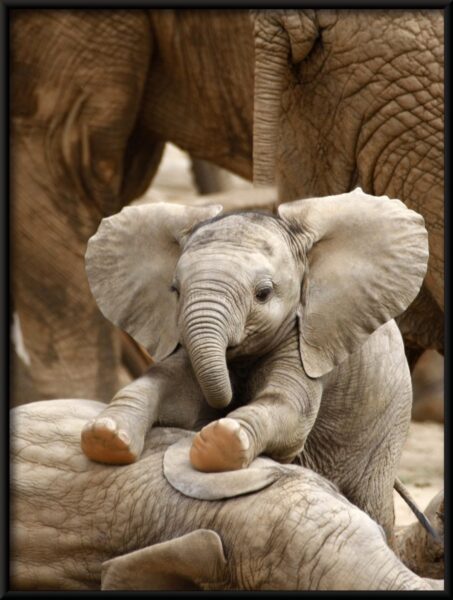 Affiche bébé éléphant – Image 4