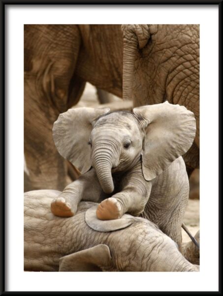 Affiche bébé éléphant – Image 3