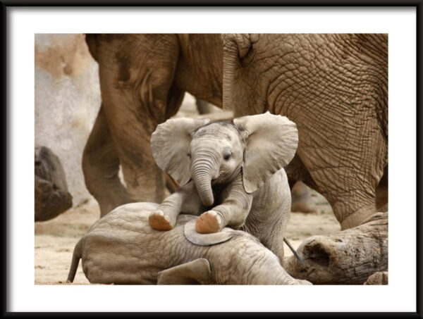 Affiche bébé éléphant